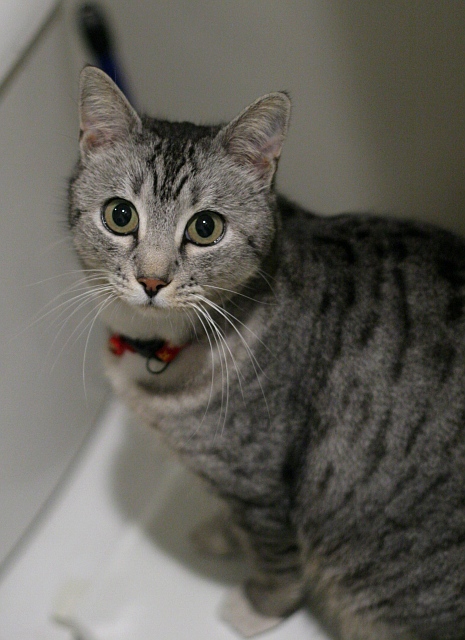 Neighborhood Timeshare Cat