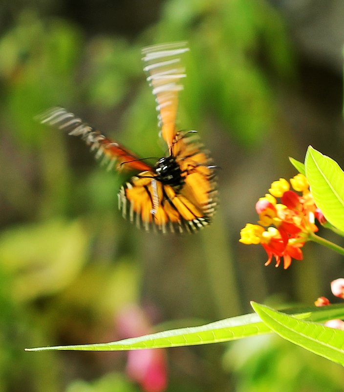 A Bug's Life: outtake 3