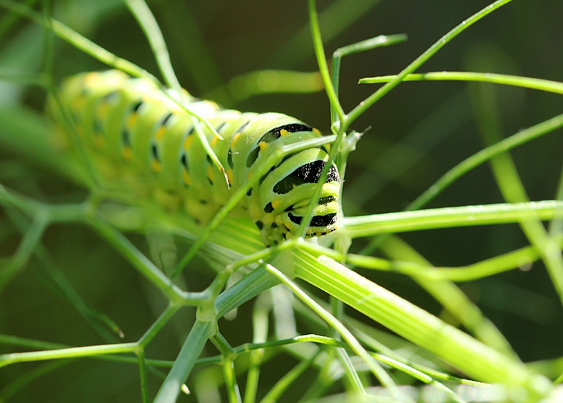 A Bug's Life: outtake 4