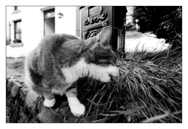 Day 6: The Grass Eater