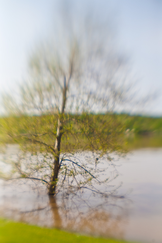 Tree in the Ohio River