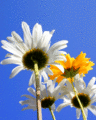 Daisies from below