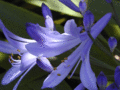 Blue Lilly of the Nile