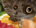 Giant Moth on fruit