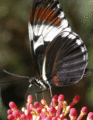 Black, red & white butterfly