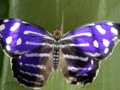 Blue Butterfly