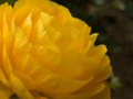 Yellow Ranunculus