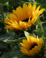 Two Sunflowers