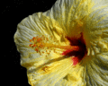 Yellow Hibiscus