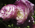Purple & White Ranunculus
