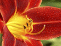 Red & Yellow Lilly