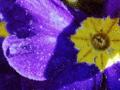 Blue Flower Yellow Center