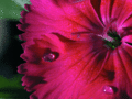 Morning dew drops
