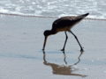 Sand Piper Reflections