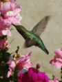 Humming Bird & Pink Flowers