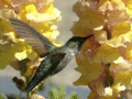 Humming Bird & Yellow Flowers