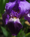 Purple Iris