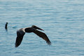 Pelican DSC_1360