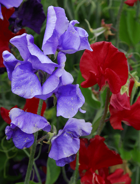 Blue over Read Sweet Peas