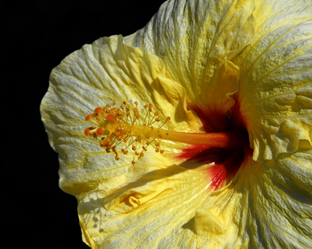 Yellow Hibiscus