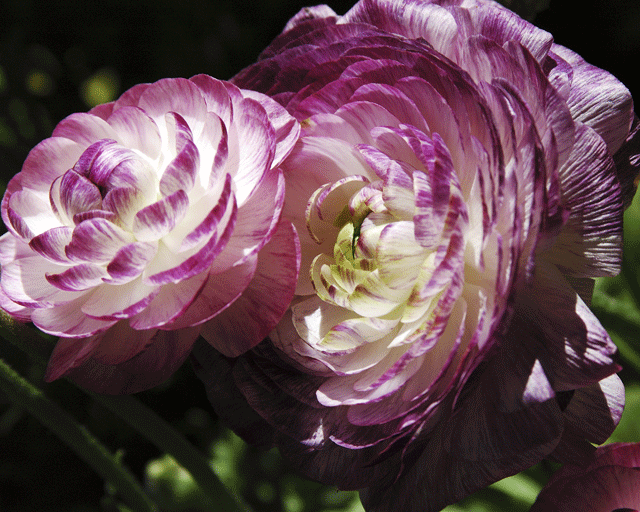 Purple & White Ranunculus