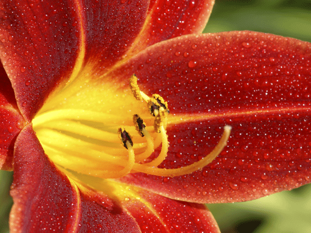 Red & Yellow Lilly