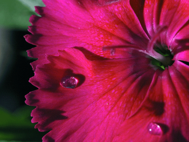 Morning dew drops