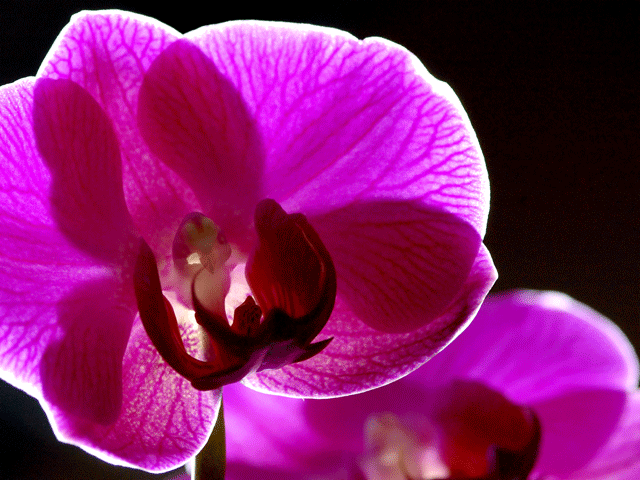 Purple Orchid