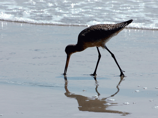 Sand Piper Reflections