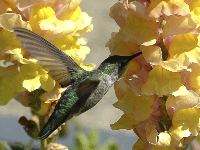 Humming Bird & Yellow Flowers
