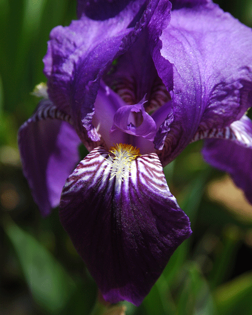Purple Iris