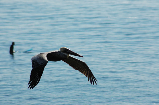 Pelican DSC_1360