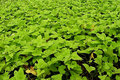 Foliage