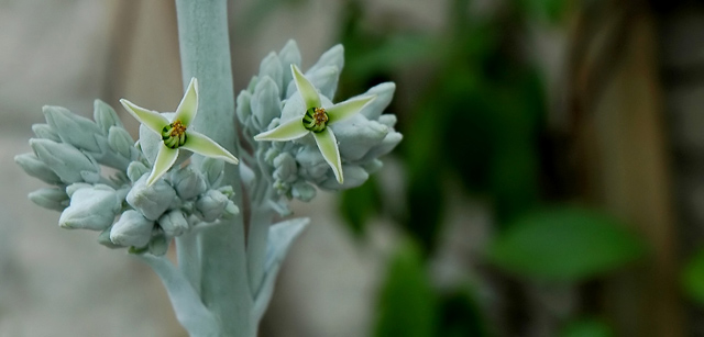 2 Star Flowers