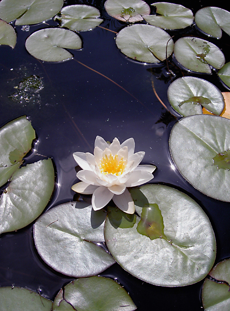 PICT4338a.jpg