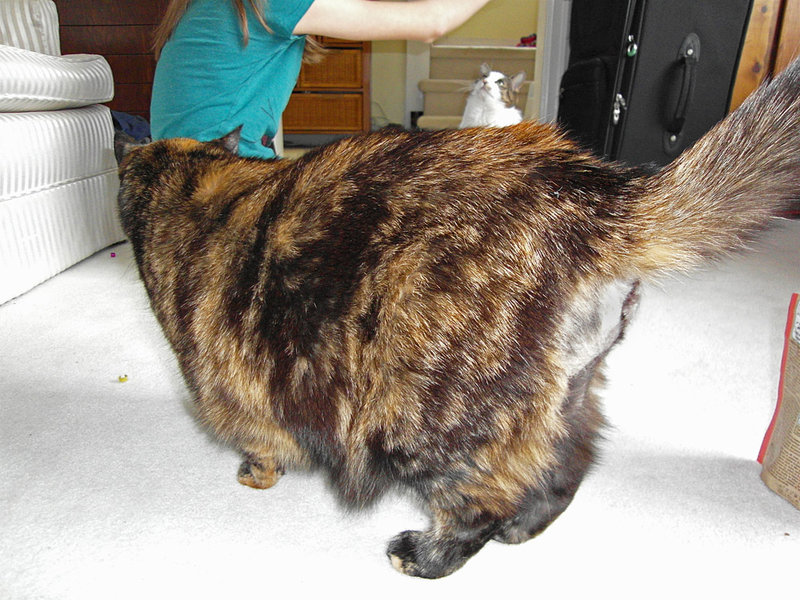 Shaved Pussy