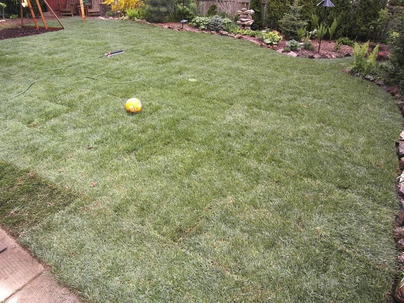 Grass for Yuuki
