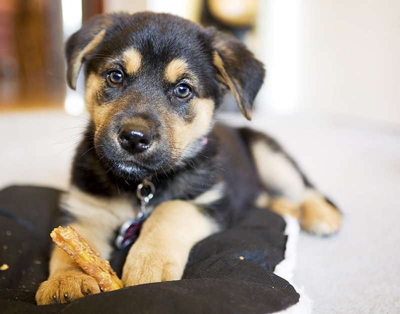 Sweet potato chew