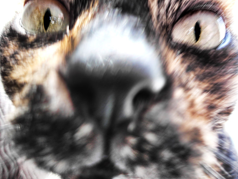 cheeko2