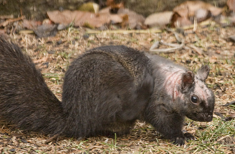 Rogain Squirrel 1