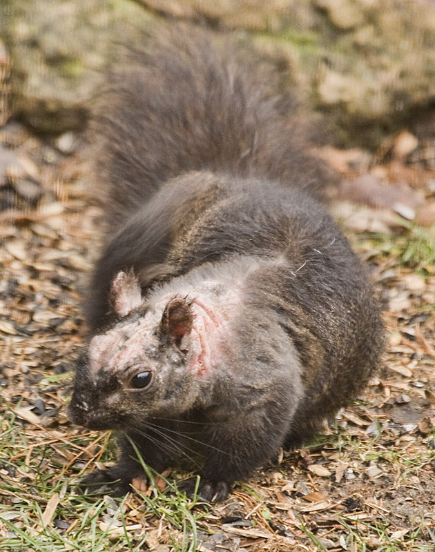 Rogain Squirrel 2