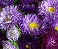 Bouquet Purple