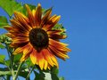 Sunflower and Blue Sky