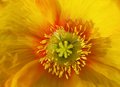 Yellow Center
