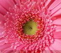 Pink Gerbera Center