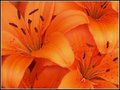 Orange Lillys
