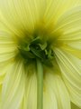 Dahlia Back