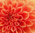 Dahlia in Orange