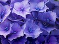 Hydrangea
