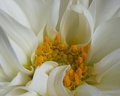 White Dahlia